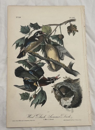 John james audubon orig wood - john, orig.