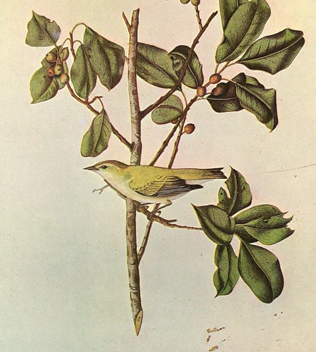 Tennessee warbler birds - tennessee,