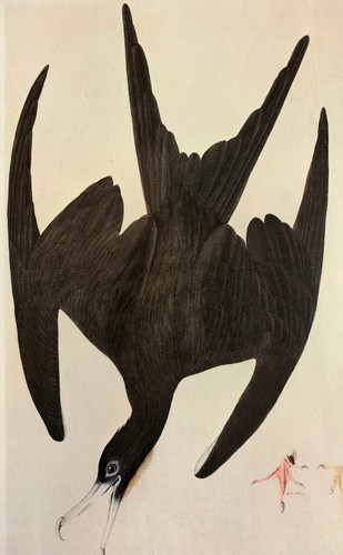 John audubon magnificent - j,