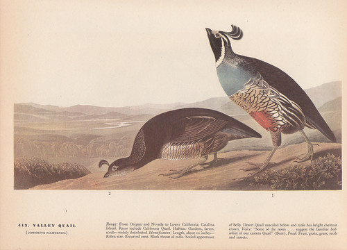 Audubon 1942 vintage birds - 1942,