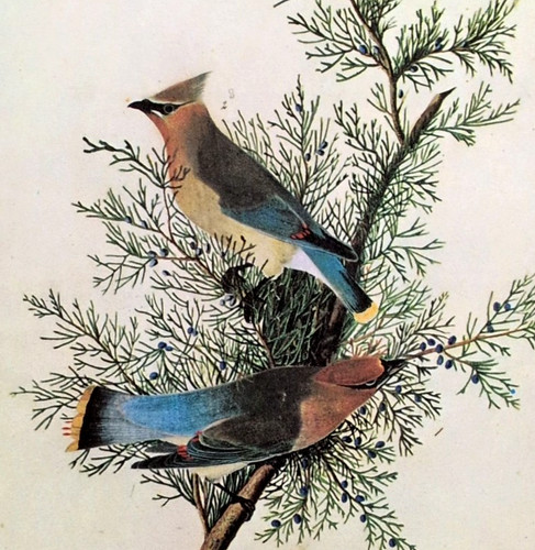 John james audubon birds - john,