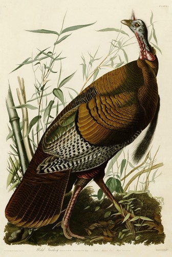 Wild turkey audubon print - wild,