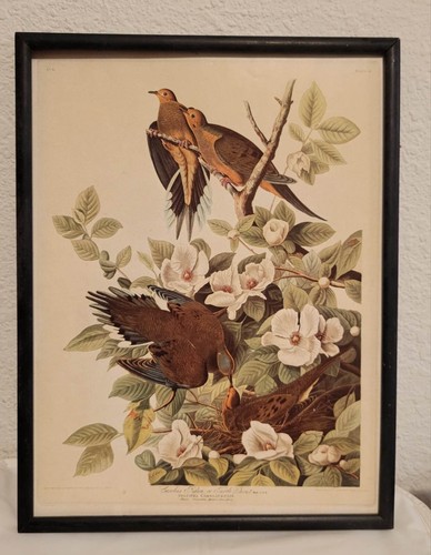 John audubon pl 17 - j., audubon,